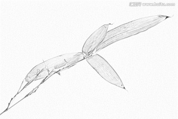 竹子素描