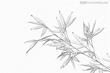 竹子素描