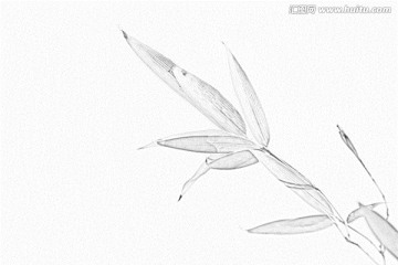 竹子素描