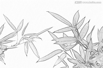 竹子素描