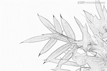 竹子素描