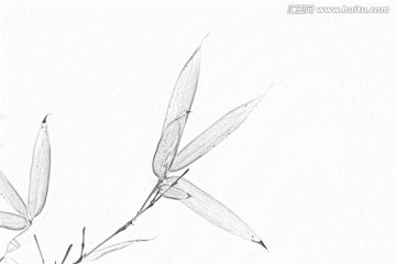 竹子素描
