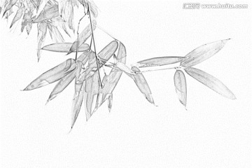 竹子素描