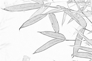 竹子素描