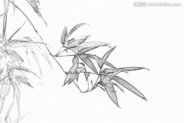 竹子素描