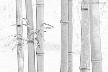 竹子素描