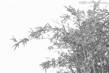 竹子素描