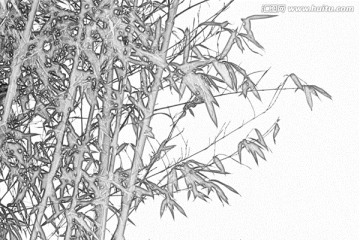 竹子素描