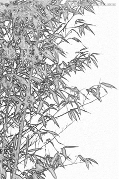 竹子素描