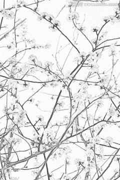桃花素描