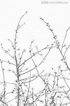 桃花素描