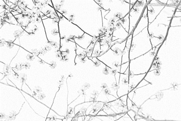 桃花素描