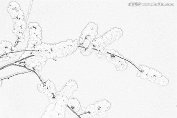 桃花素描