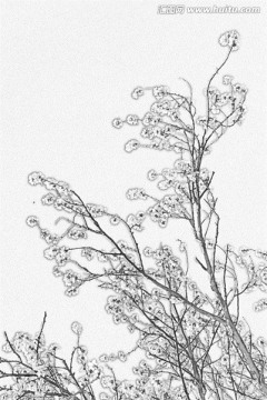 桃花素描