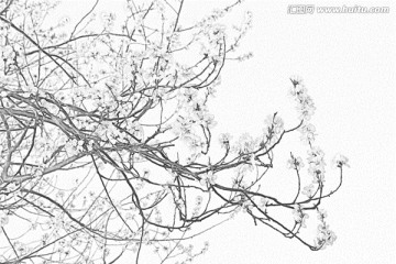 桃花素描