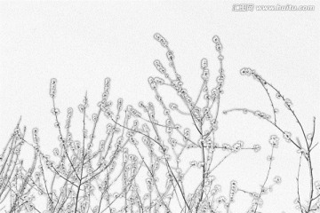 桃花素描