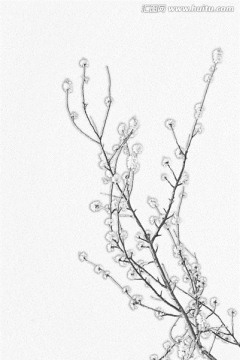 桃花素描