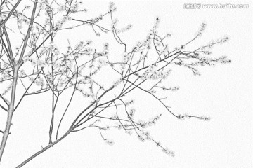 桃花素描