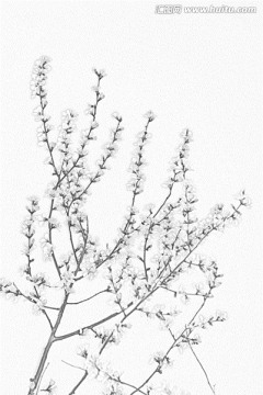 桃花素描