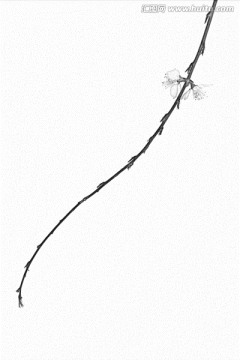 桃花素描