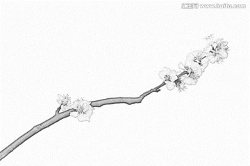 桃花素描