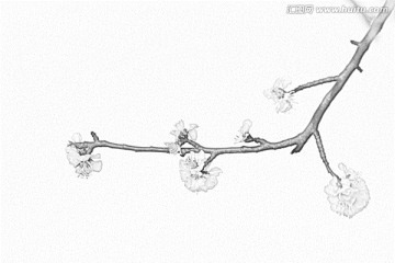 桃花素描