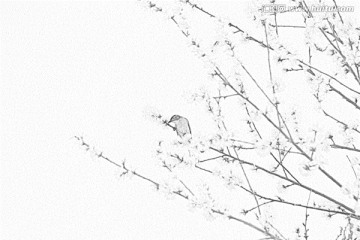 鳥(niǎo)與桃花素描