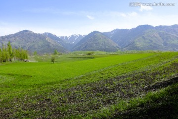 田野