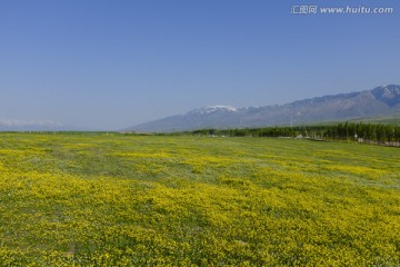 草原上的花