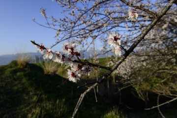 山野