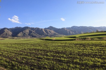 田野