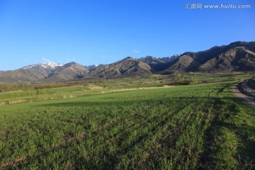 田野