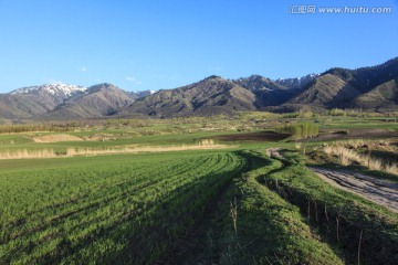 田野