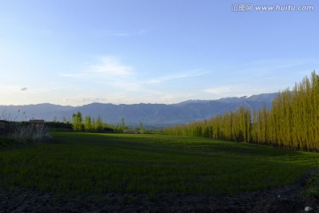 田野