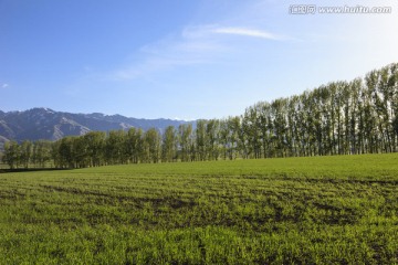 田野