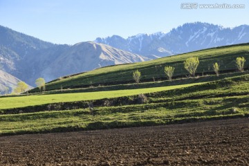 田野