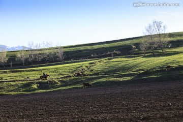 田野