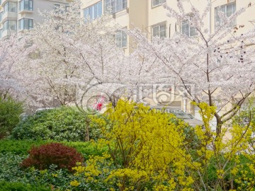 青岛市区栽种的樱花