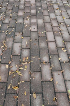 秋天落叶 小径 广场砖