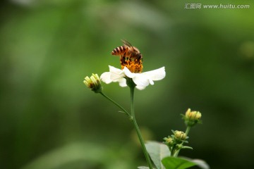 采花粉的蜜蜂