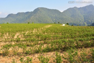 阴那山茶园