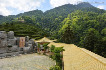 阴那山茶园