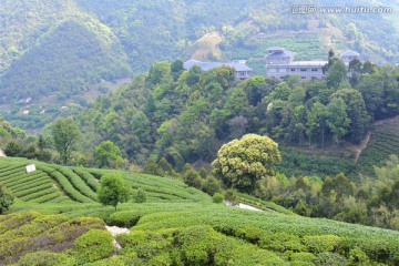 阴那山茶园