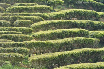 茶树