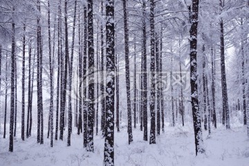 林海之雪