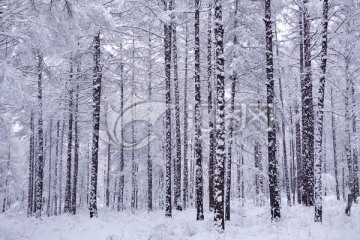 松林之雪
