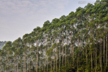 桉树林