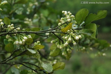 橘子花 花卉 柚子花