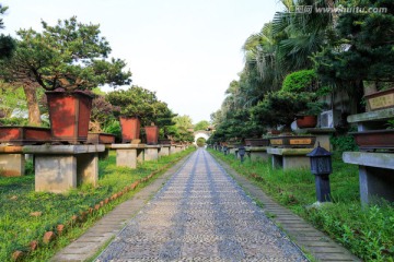 天香园盆景