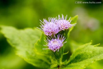 路边野花